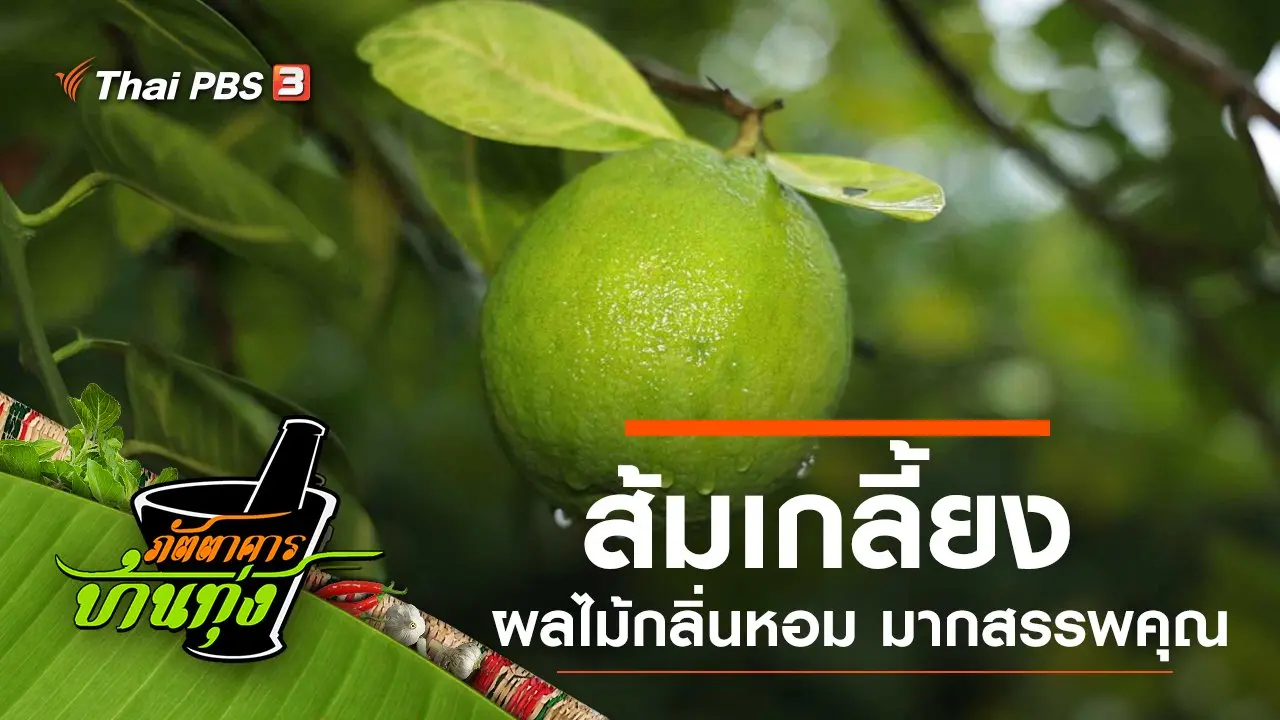 ส้มเกลี้ยง