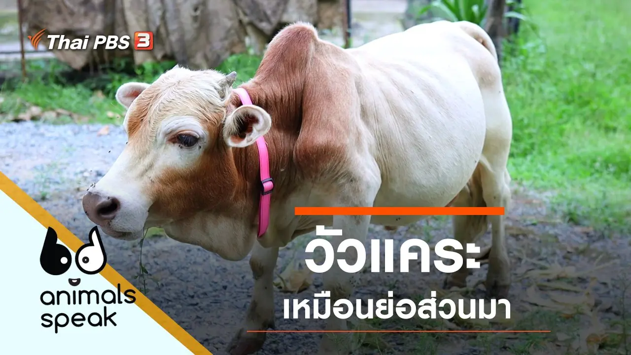 วัวแคระ เหมือนย่อส่วนมา