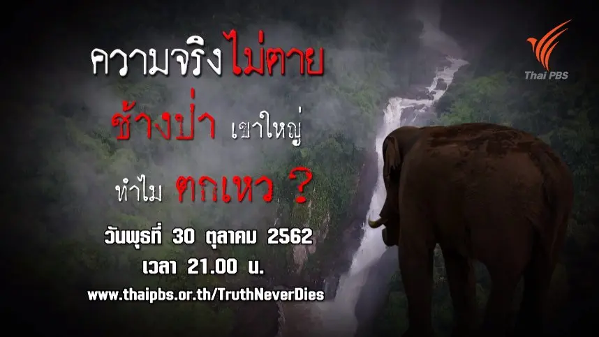 ช้างป่าเขาใหญ่ทำไมตกเหว ?