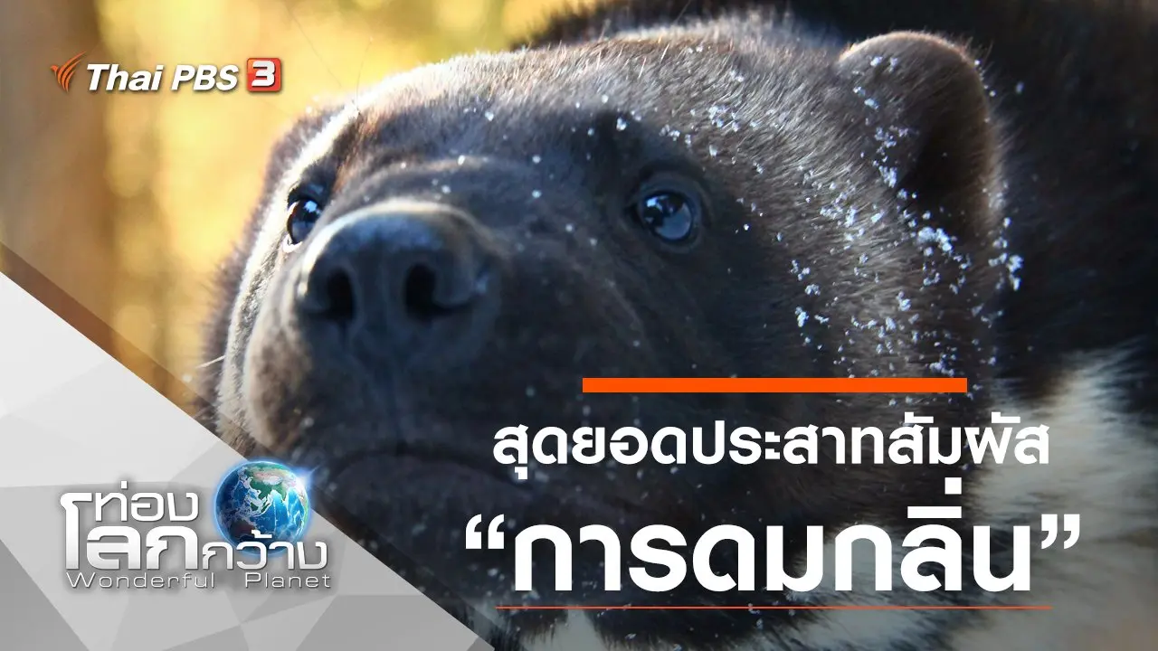 สุดยอดประสาทสัมผัส ตอน การดมกลิ่น