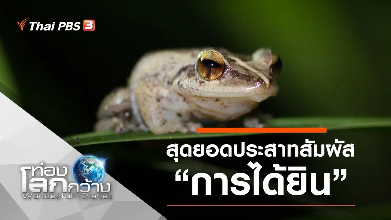สุดยอดประสาทสัมผัส ตอน การได้ยิน
