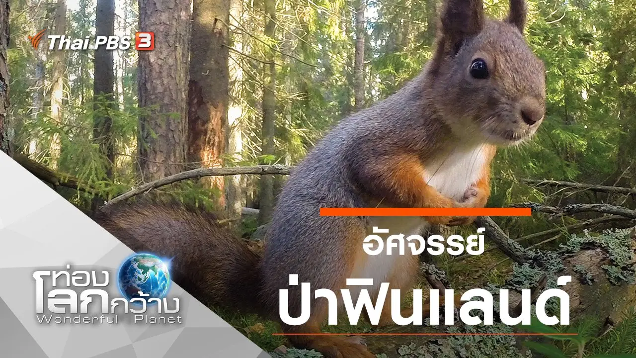 อัศจรรย์ป่าฟินแลนด์