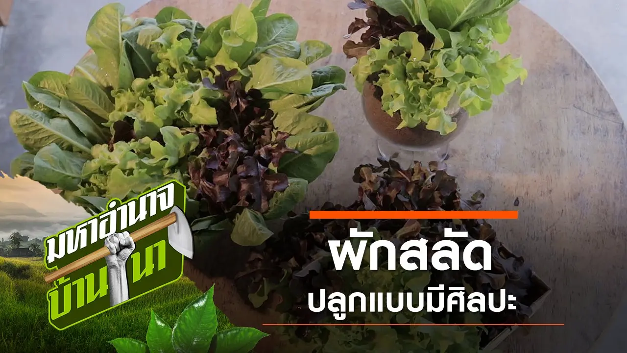 ผักสลัด