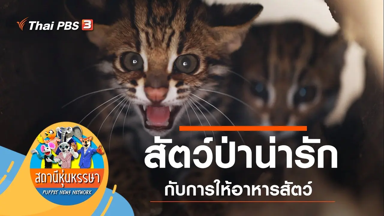 สัตว์ป่าน่ารัก