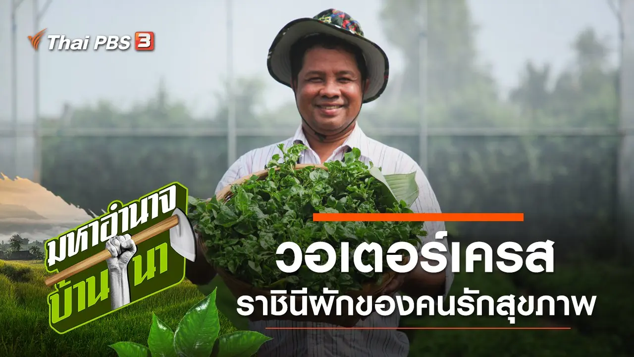 วอเตอร์เครส ราชินีผักของคนรักสุขภาพ