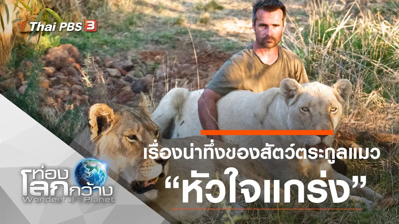 เรื่องน่าทึ่งของสัตว์ตระกูลแมว ตอน หัวใจแกร่ง