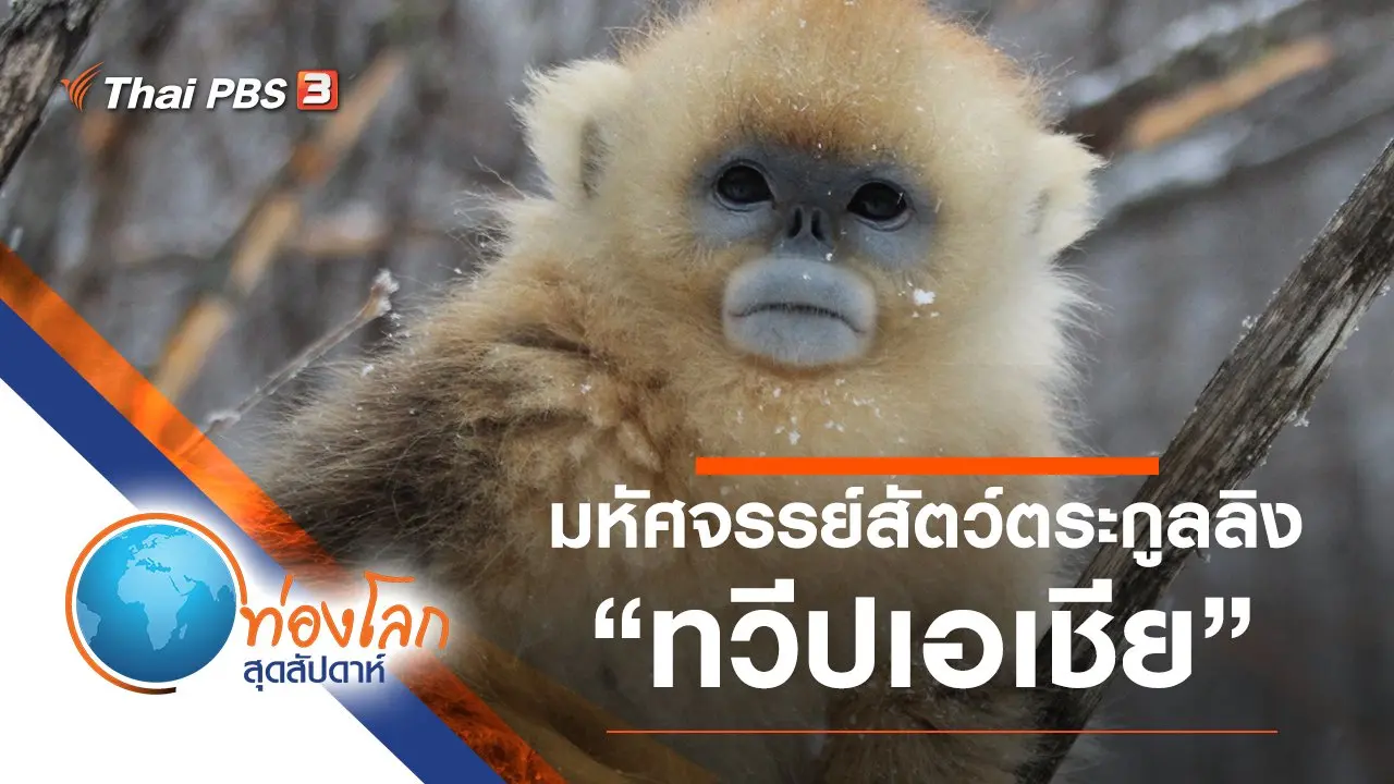 มหัศจรรย์สัตว์ตระกูลลิง ตอน ทวีปเอเชีย