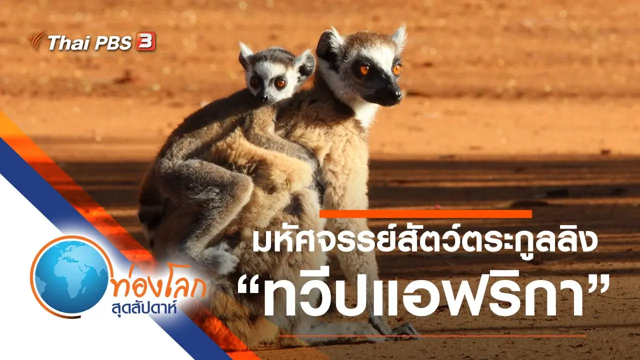มหัศจรรย์สัตว์ตระกูลลิง ตอน ทวีปแอฟริกา