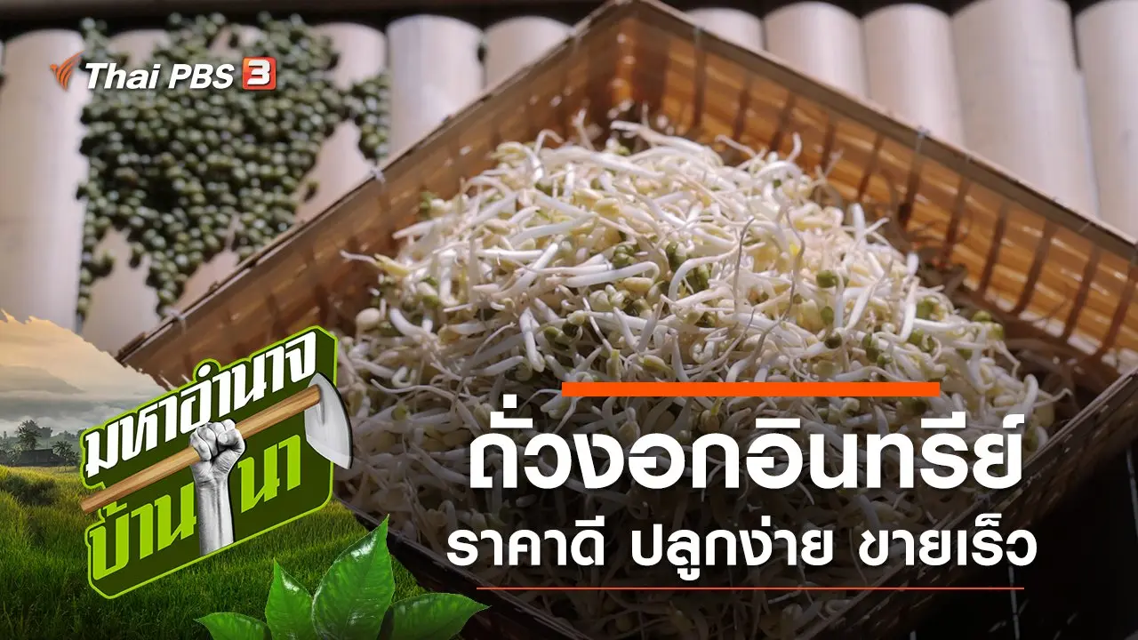 ถั่วงอกอินทรีย์ ราคาดี ปลูกง่าย ขายเร็ว