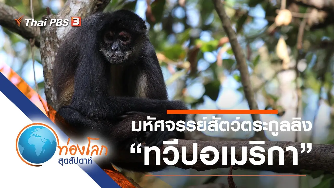 มหัศจรรย์สัตว์ตระกูลลิง ตอน ทวีปอเมริกา