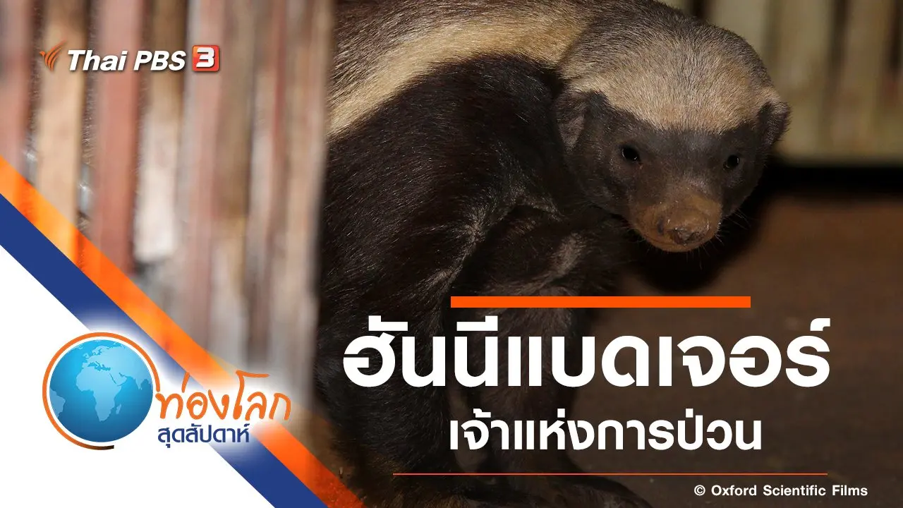 ฮันนีแบดเจอร์ : เจ้าแห่งการป่วน