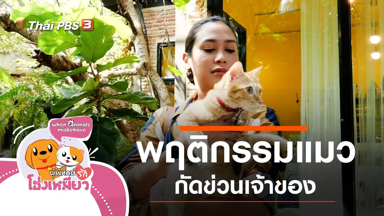 พฤติกรรมแมวกัดข่วนเจ้าของ