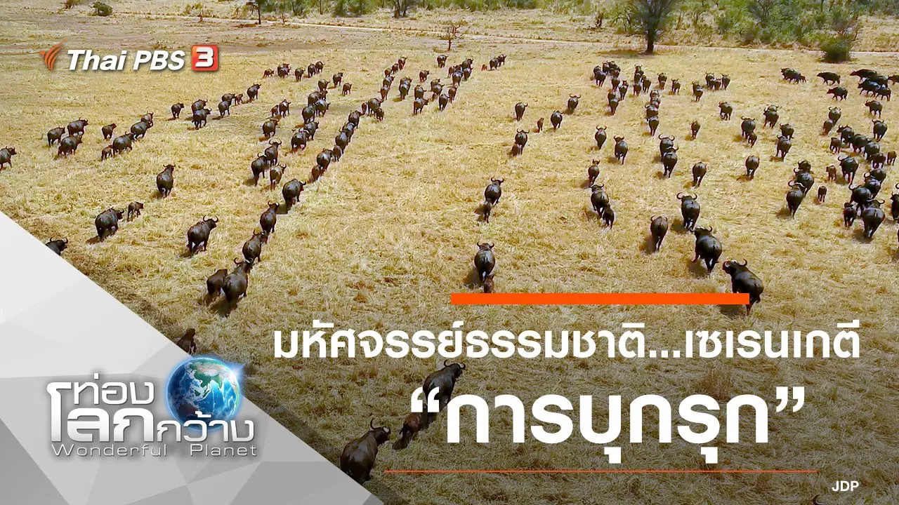 มหัศจรรย์ธรรมชาติ...เซเรนเกตี ตอน การบุกรุก