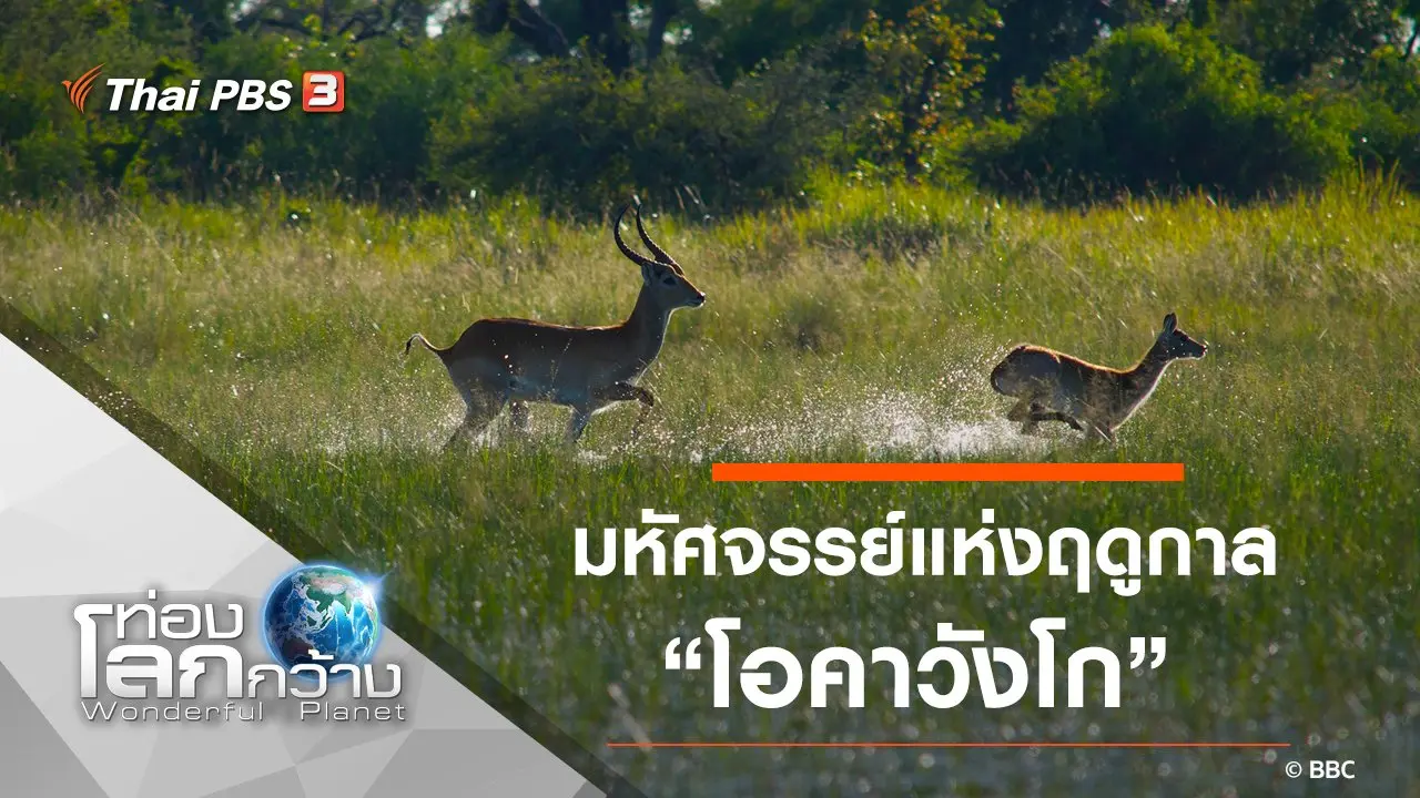 มหัศจรรย์แห่งฤดูกาล ตอน โอคาวังโก
