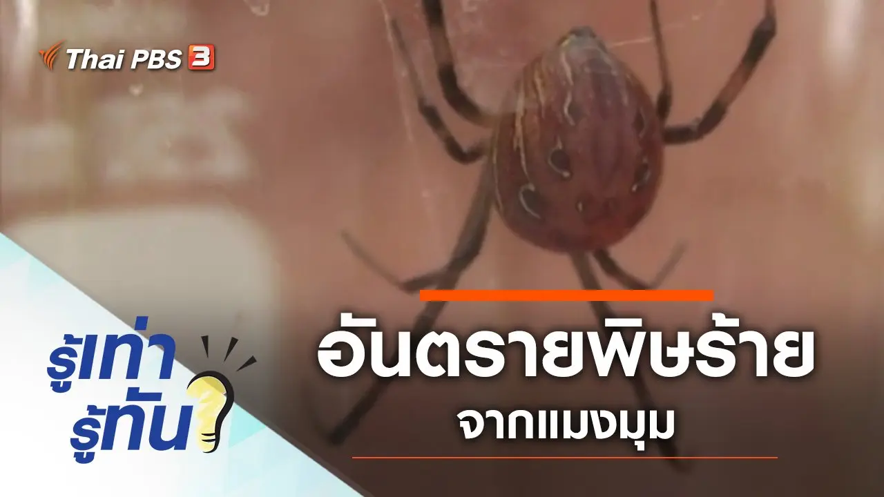 อันตรายพิษร้ายจากแมงมุม