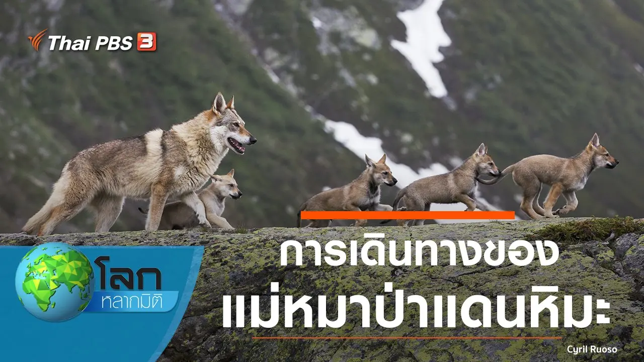 การเดินทางของแม่หมาป่าแดนหิมะ