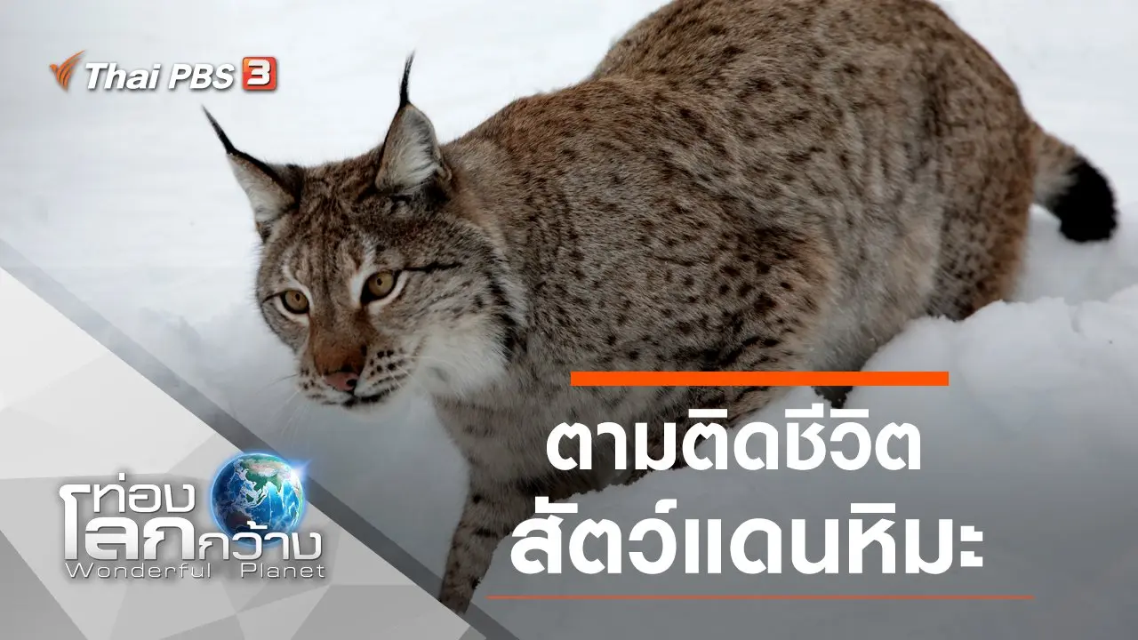 ตามติดชีวิตสัตว์แดนหิมะ