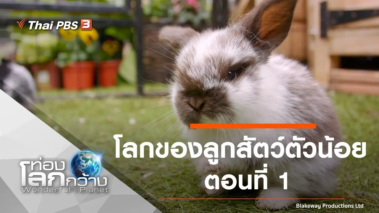 โลกของลูกสัตว์ตัวน้อย ตอนที่ 1