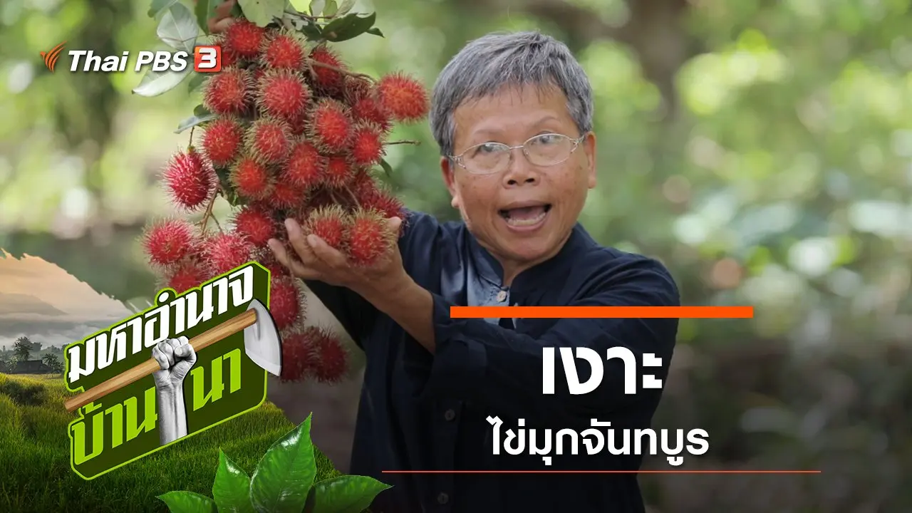 เงาะ ไข่มุกจันทบูร