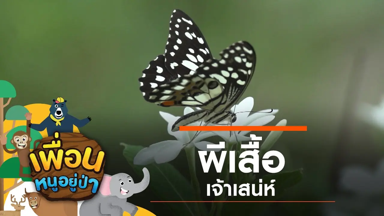 ผีเสื้อเจ้าเสน่ห์