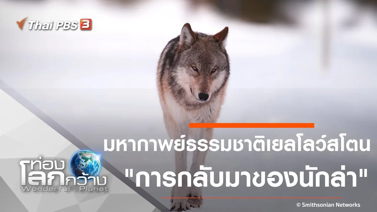 มหากาพย์ธรรมชาติเยลโลว์สโตน ตอน การกลับมาของนักล่า