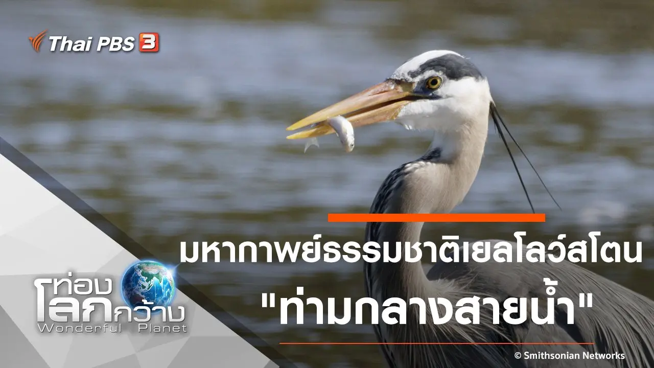 มหากาพย์ธรรมชาติเยลโลว์สโตน ตอน ท่ามกลางสายน้ำ