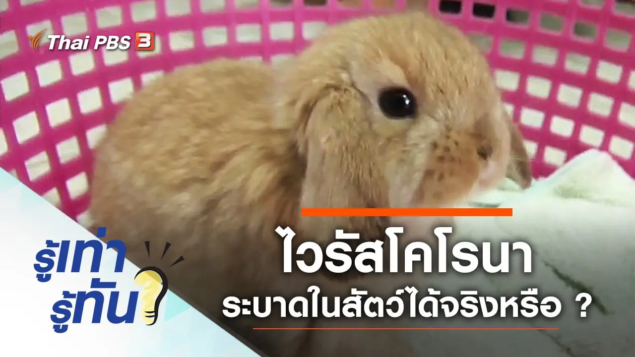 ไวรัสโคโรนา ระบาดในสัตว์ได้จริงหรือ ?