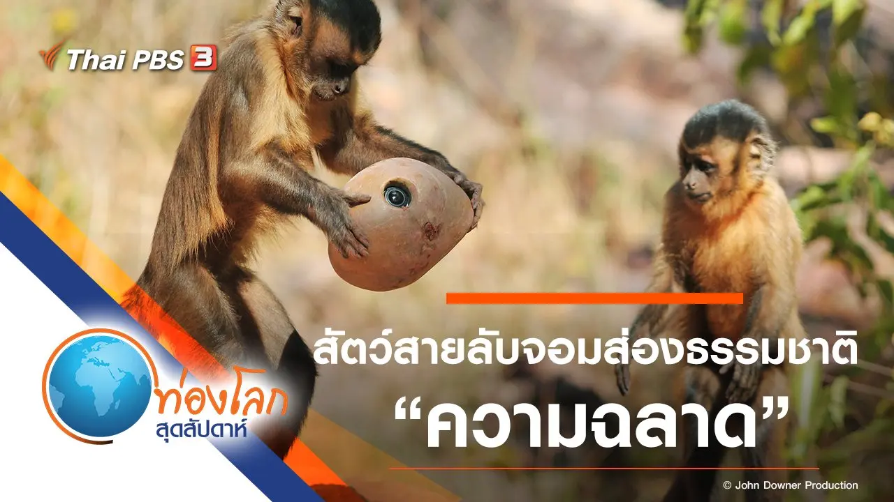 สัตว์สายลับจอมส่องธรรมชาติ ตอน ความฉลาด