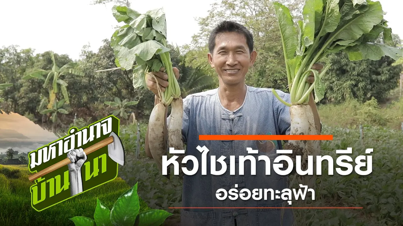 หัวไชเท้าอินทรีย์ อร่อยทะลุฟ้า
