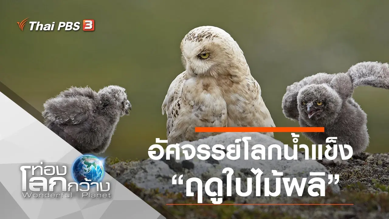 อัศจรรย์โลกน้ำแข็ง ตอน ฤดูใบไม้ผลิ