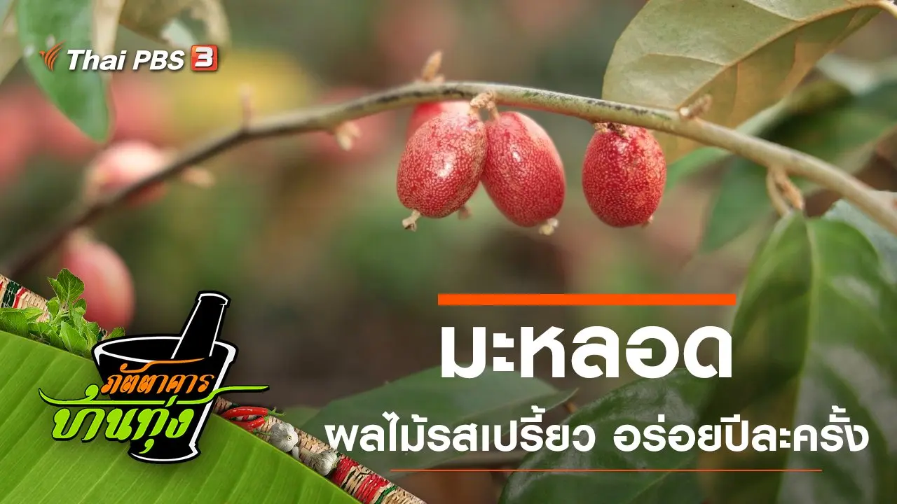 มะหลอด