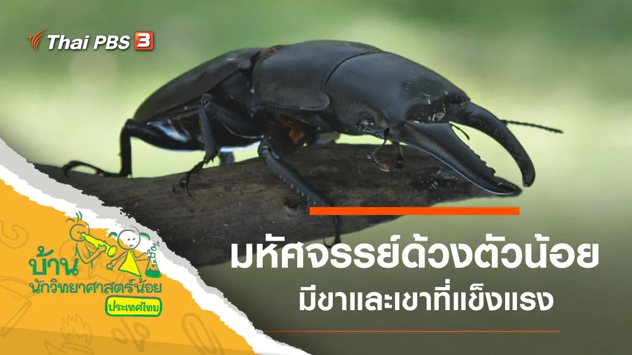 มหัศจรรย์ด้วงตัวน้อย