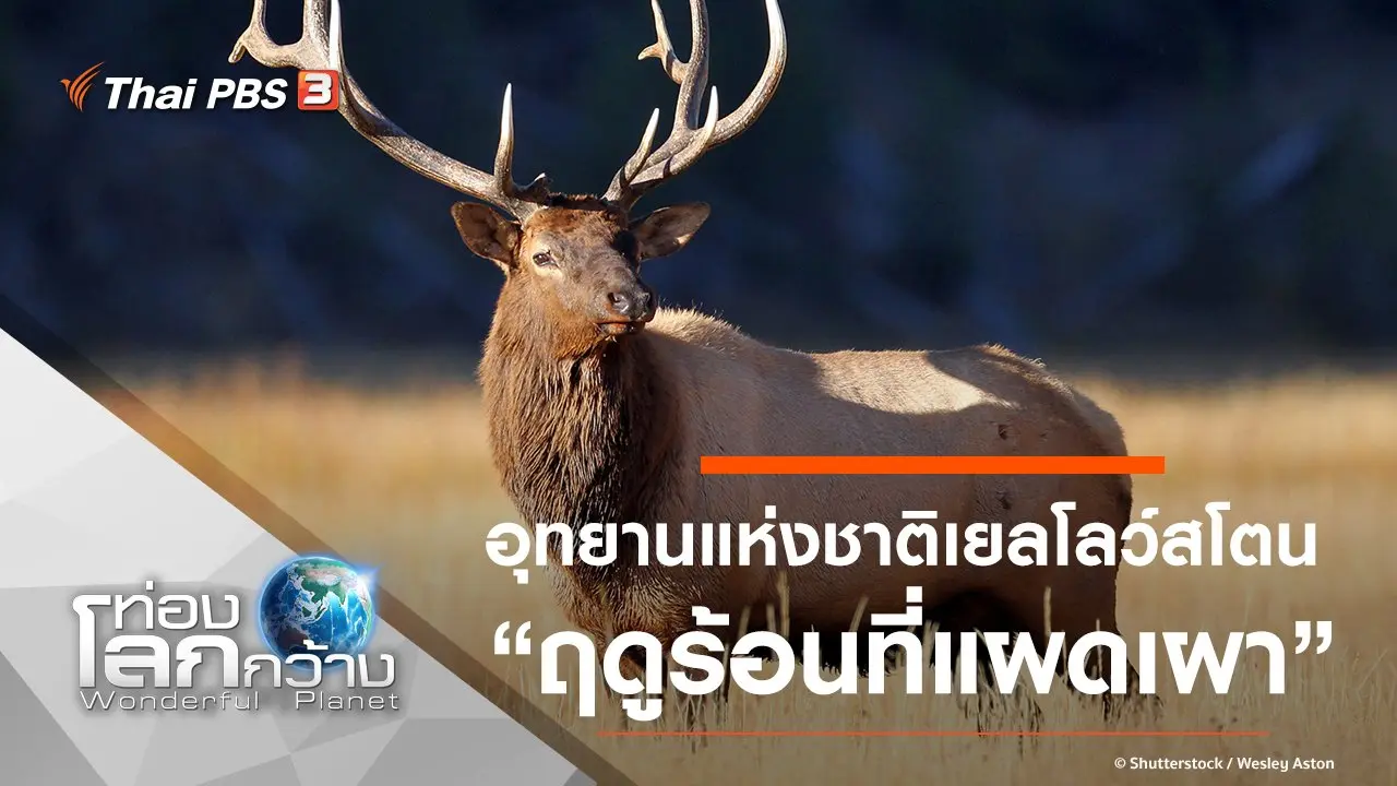 อุทยานแห่งชาติเยลโลว์สโตน ตอน ฤดูร้อนที่แผดเผา