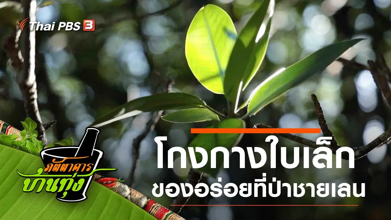 โกงกางใบเล็ก