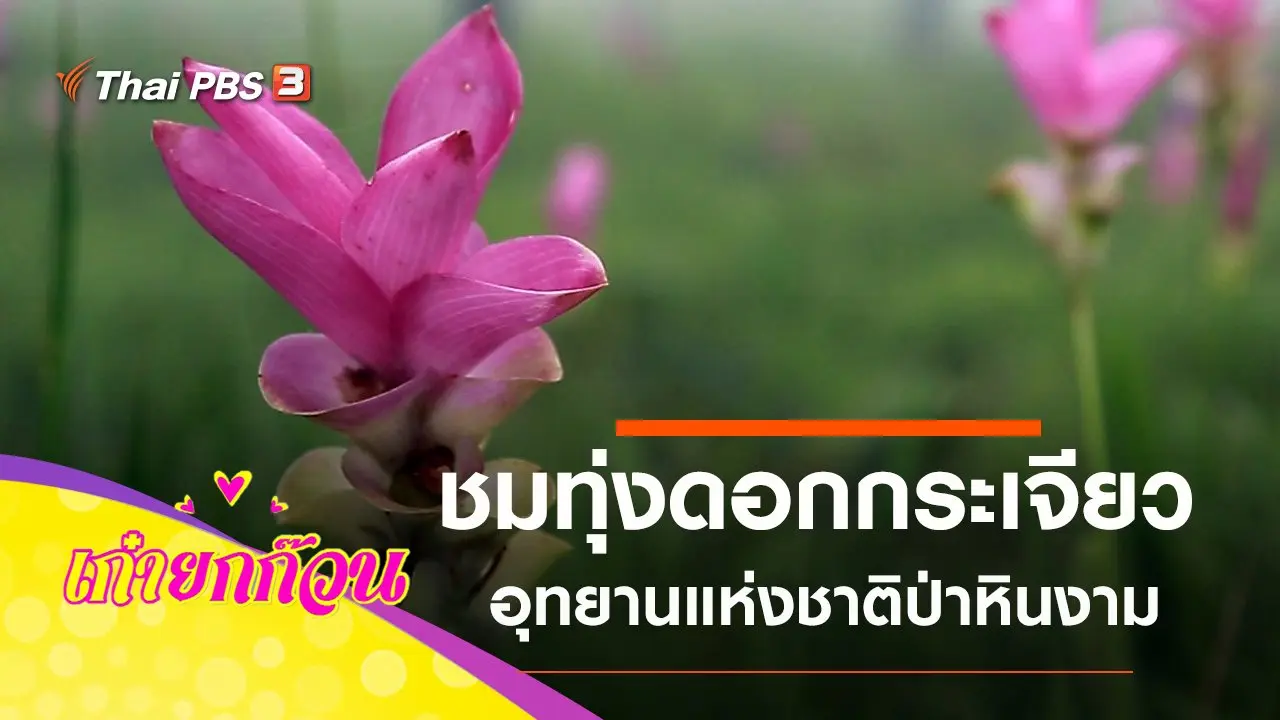 ชมทุ่งดอกกระเจียว อุทยานแห่งชาติป่าหินงาม จ.ชัยภูมิ