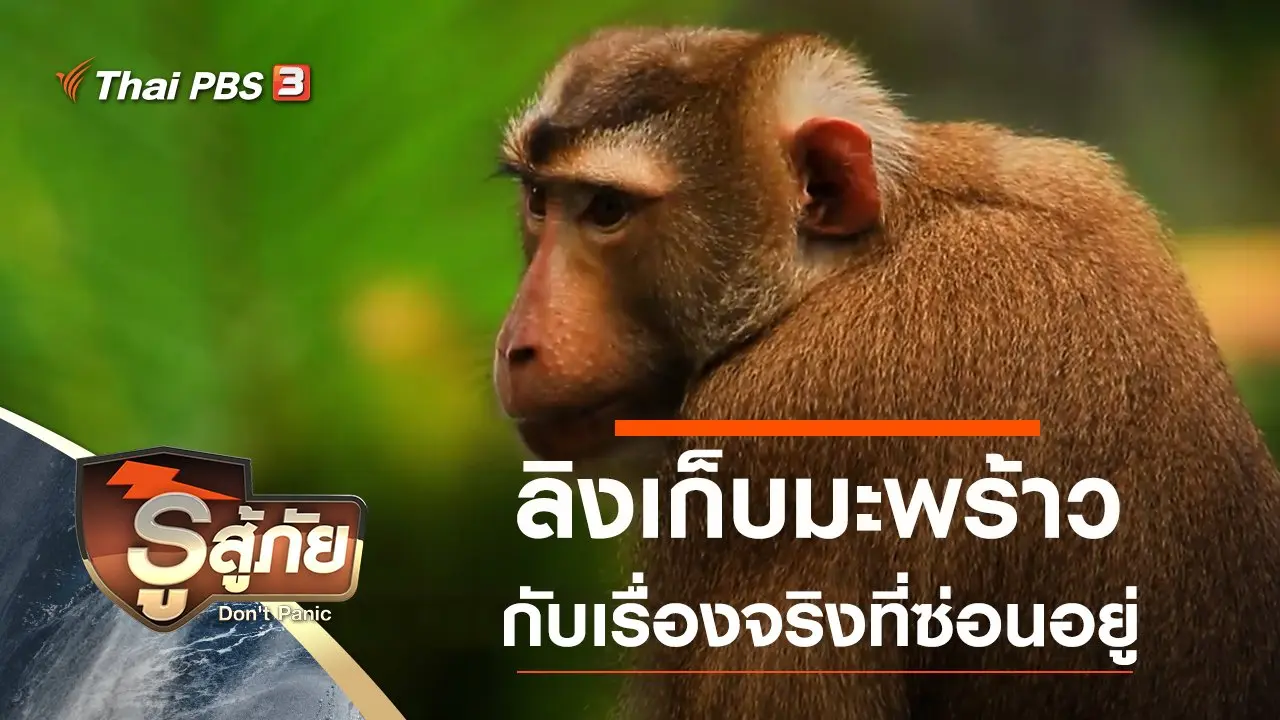 เรื่องจริงของลิงเก็บมะพร้าว