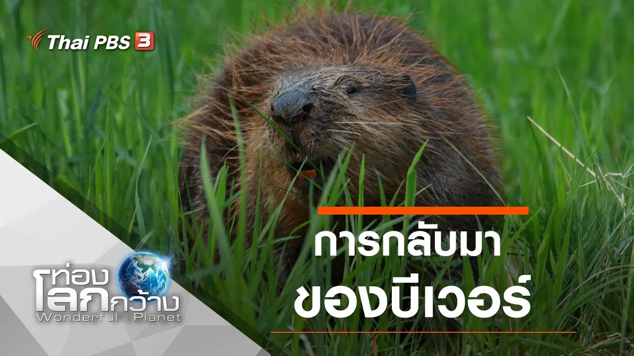 การกลับมาของบีเวอร์