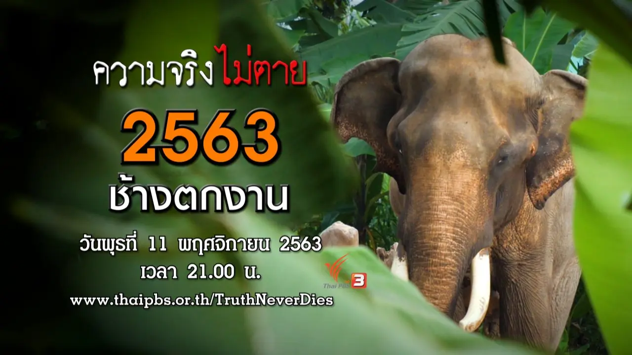 2563 ช้างตกงาน