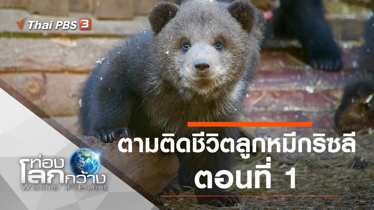 ตามติดชีวิตลูกหมีกริซลี ตอนที่ 1