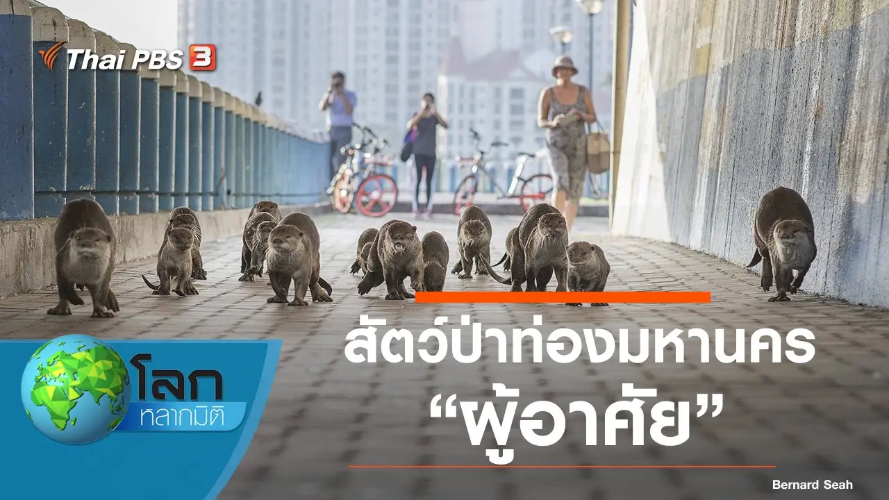 สัตว์ป่าท่องมหานคร ตอน ผู้อาศัย