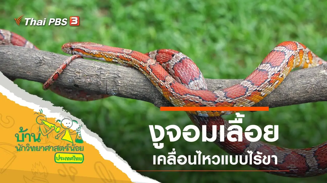 งูจอมเลื้อย