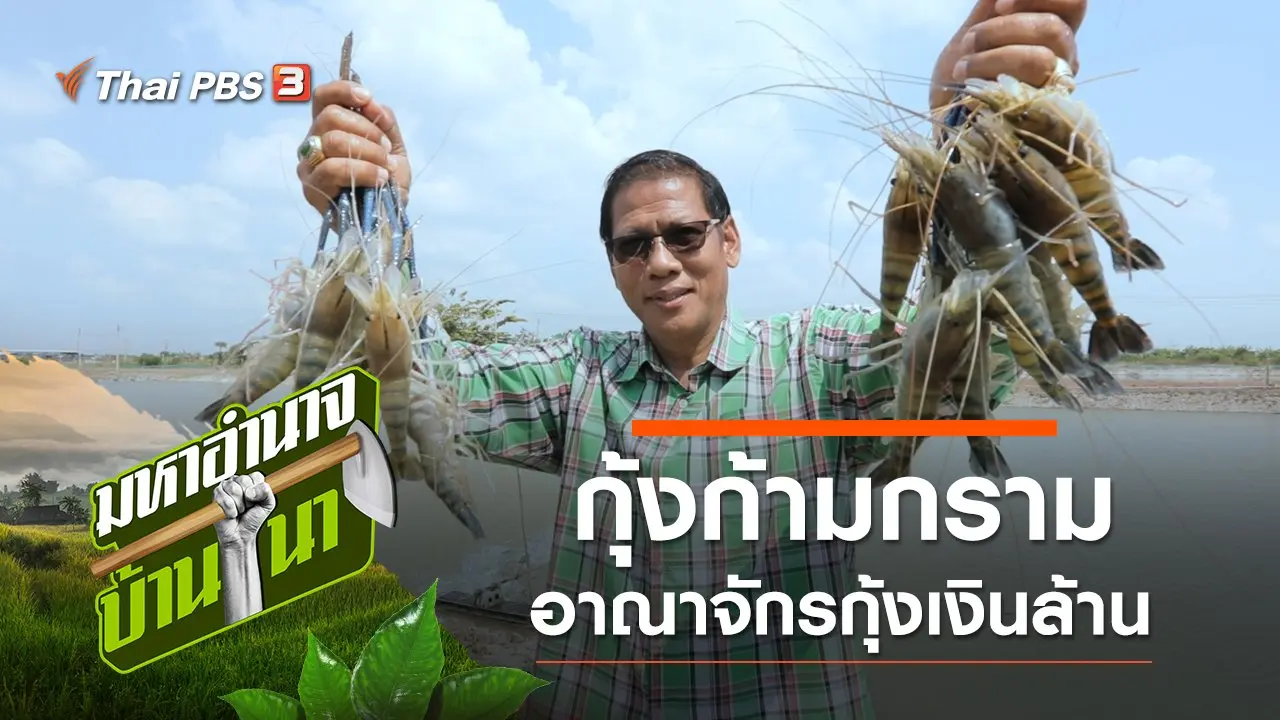 กุ้งก้ามกราม อาณาจักรกุ้งเงินล้าน