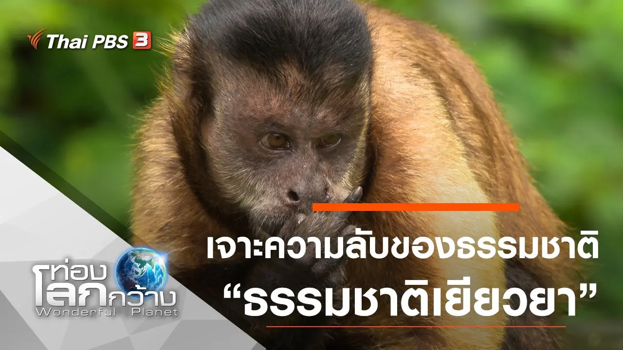 เจาะความลับของธรรมชาติ ตอน ธรรมชาติเยียวยา และการงอกใหม่เพื่อชีวิตใหม่