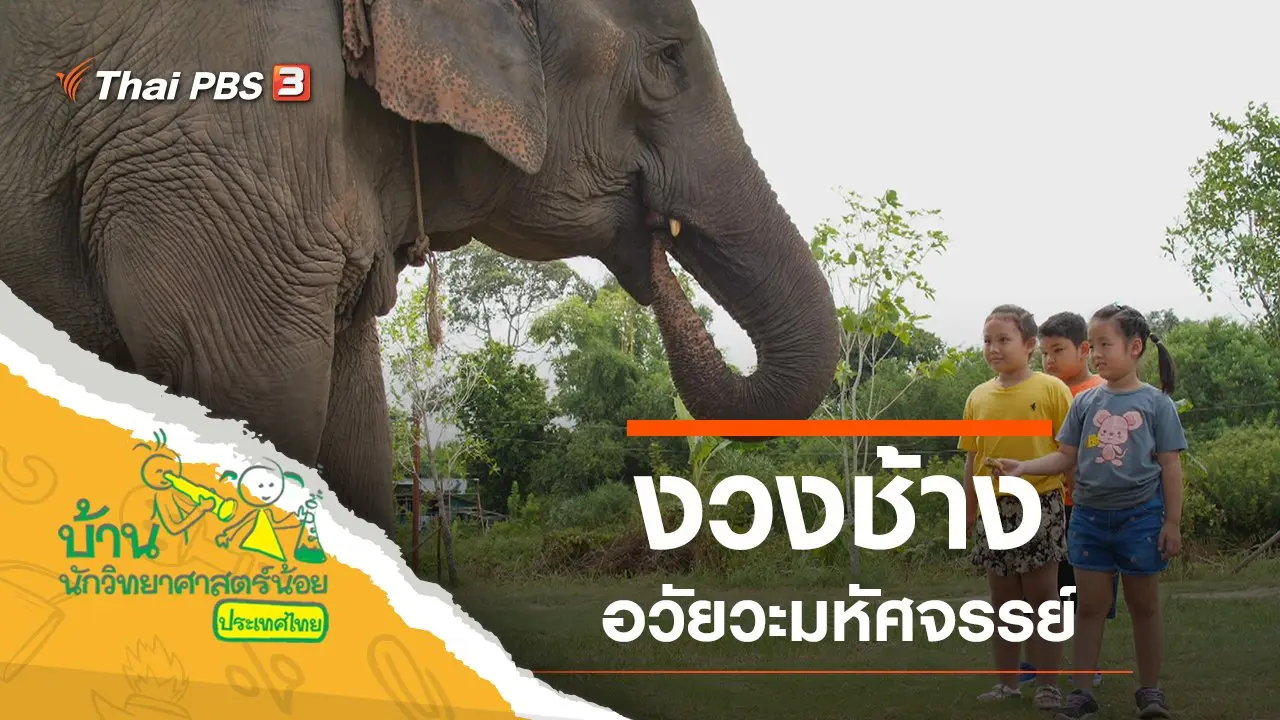 มหัศจรรย์งวงช้าง