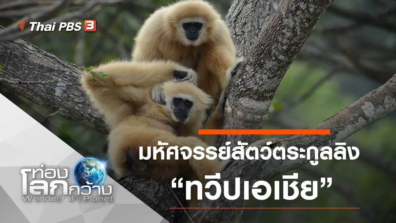 มหัศจรรย์สัตว์ตระกูลลิง ตอน ทวีปเอเชีย