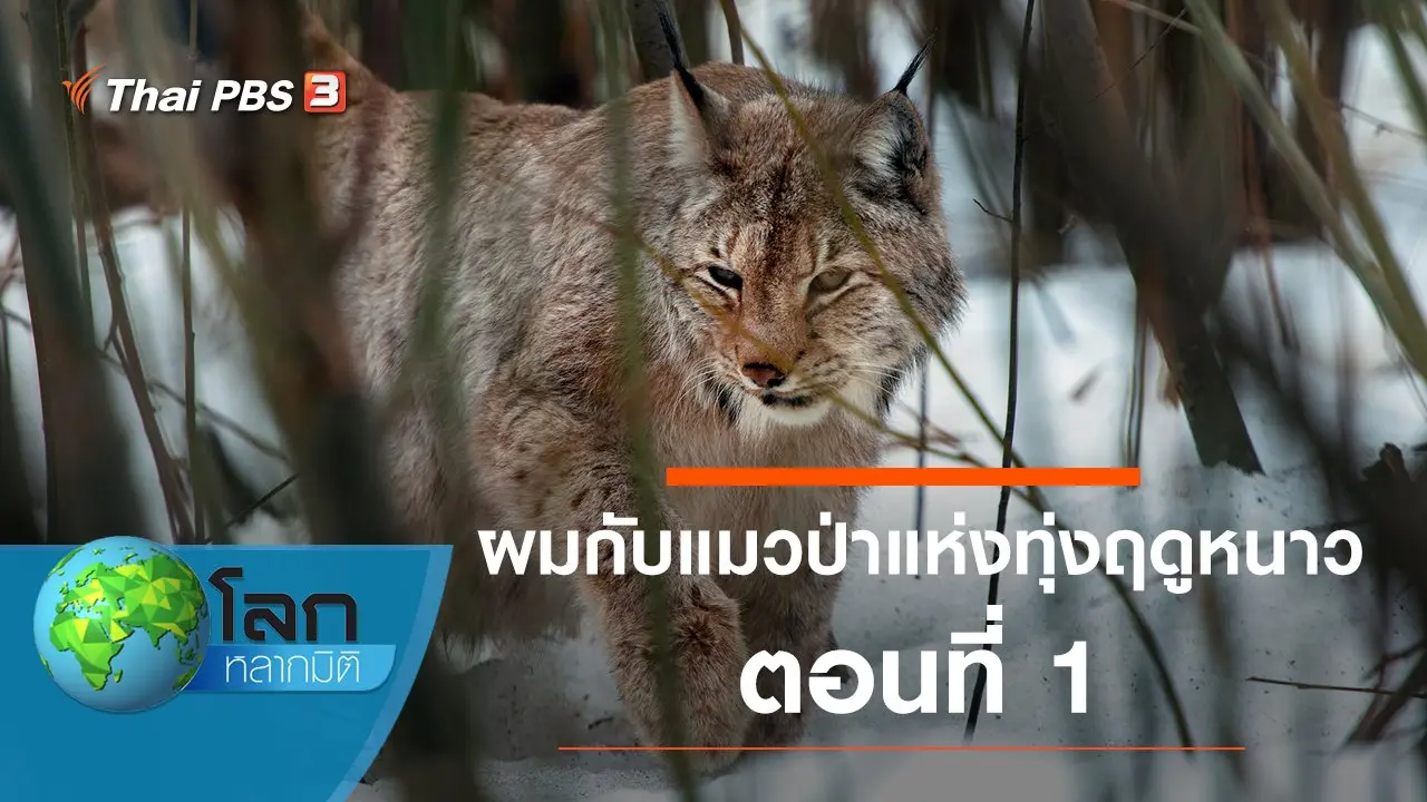 ผมกับแมวป่าแห่งทุ่งฤดูหนาว ตอนที่ 1