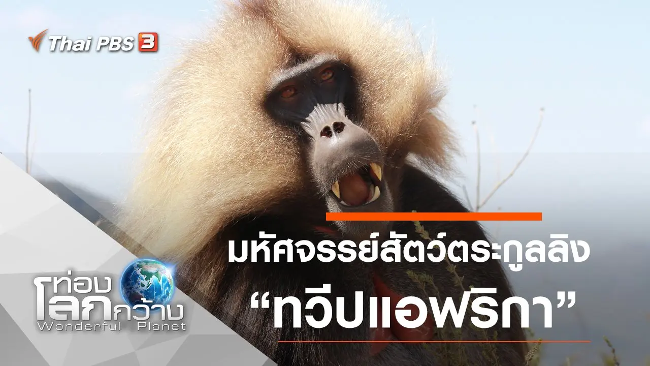 มหัศจรรย์สัตว์ตระกูลลิง ตอน ทวีปแอฟริกา