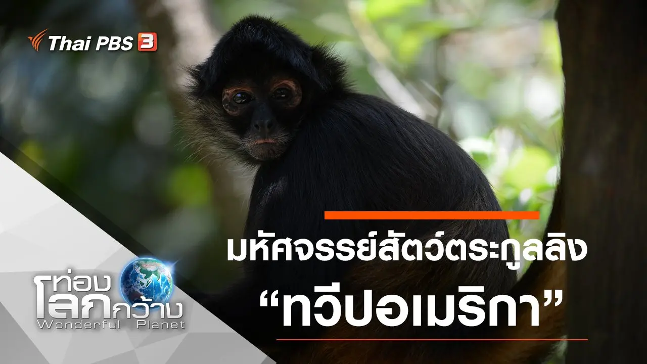 มหัศจรรย์สัตว์ตระกูลลิง ตอน ทวีปอเมริกา