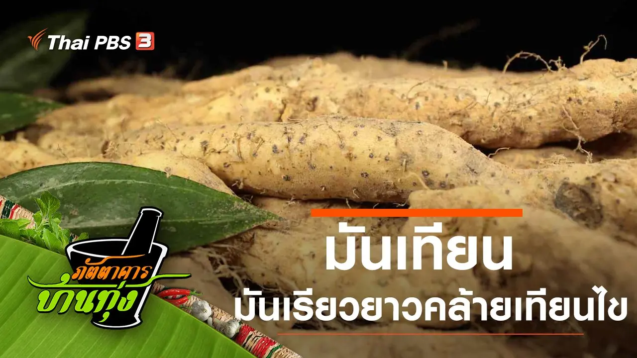 มันเทียน