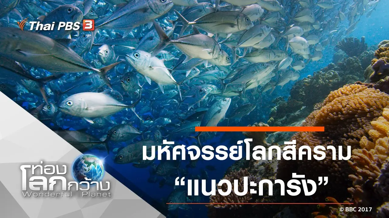 มหัศจรรย์โลกสีคราม ตอน แนวปะการัง